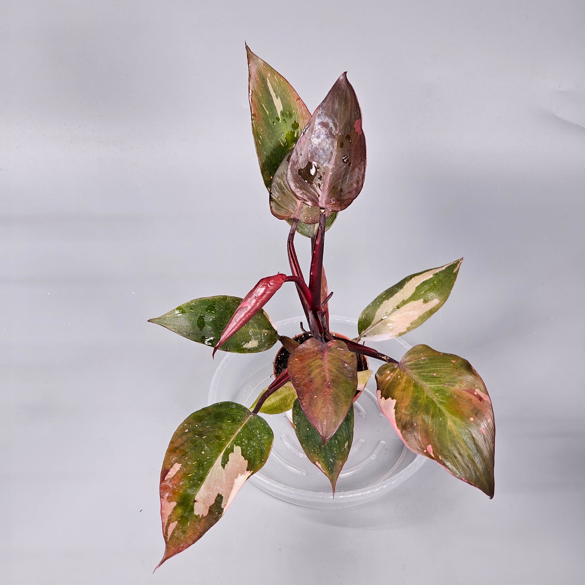 Philodendron Pink Princess L