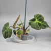 Philodendron 'el Choco Red' - D | Rare Houseplants