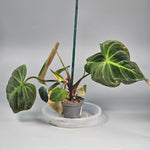 Philodendron 'el Choco Red' - D | Rare Houseplants
