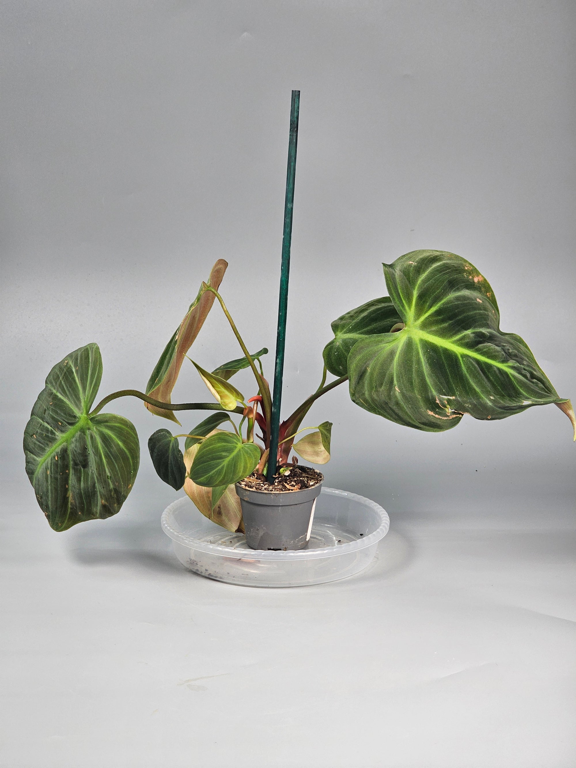 Philodendron 'el Choco Red' - D | Rare Houseplants