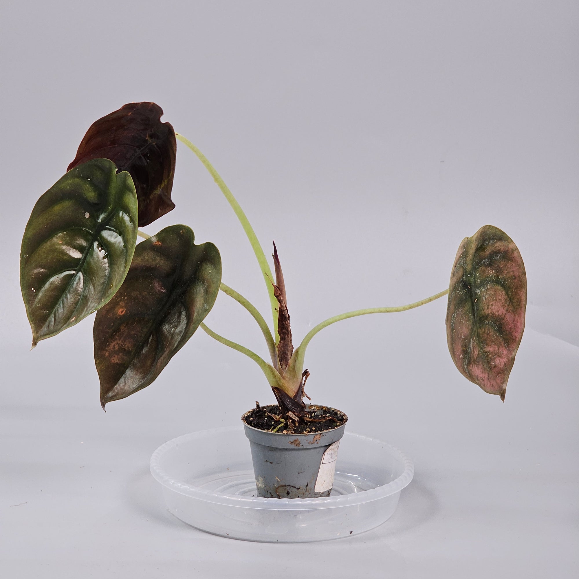 Alocasia Cuprea 'Red Secret' - C