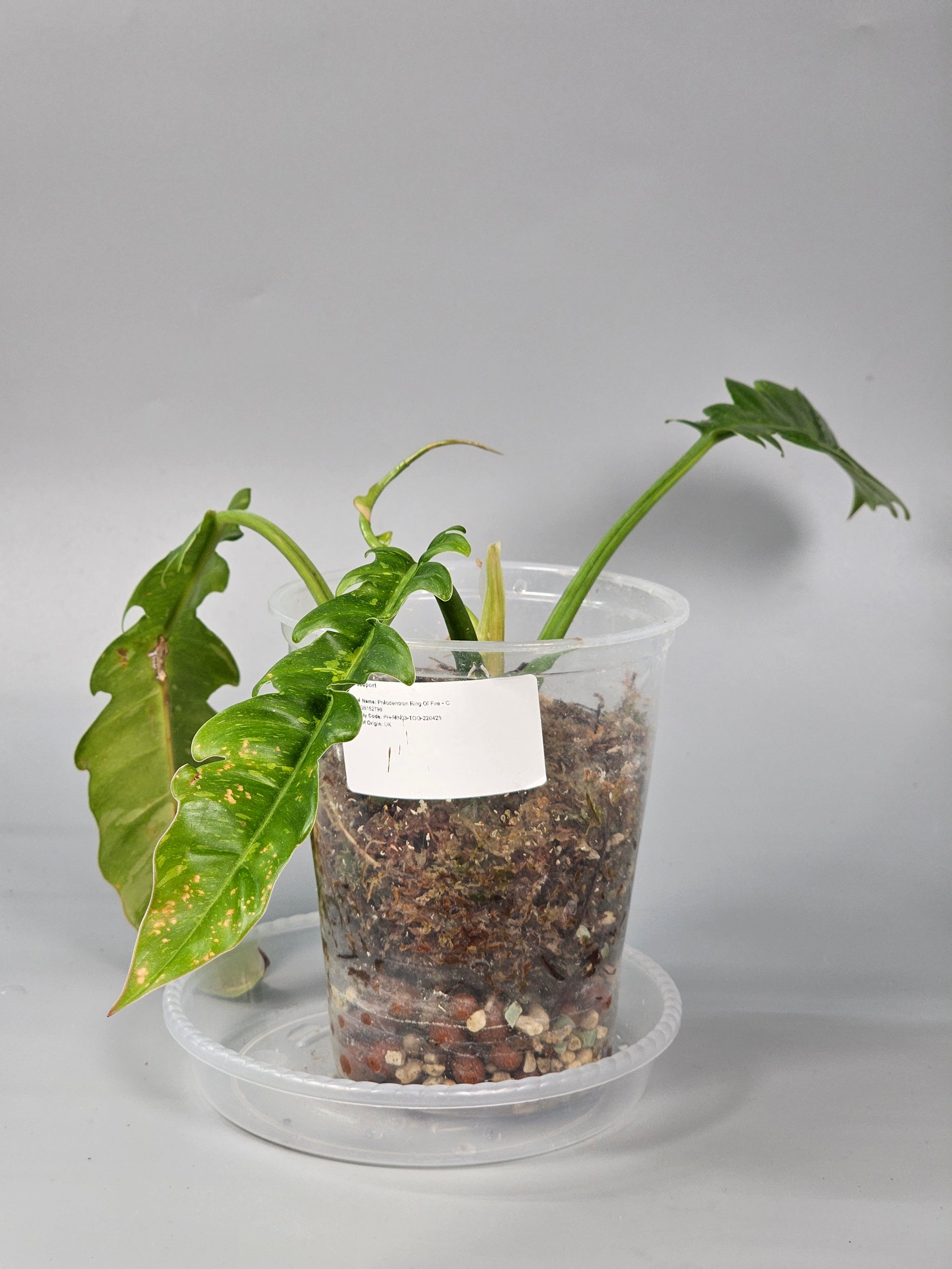Philodendron Ring Of Fire - C | Rare Houseplants