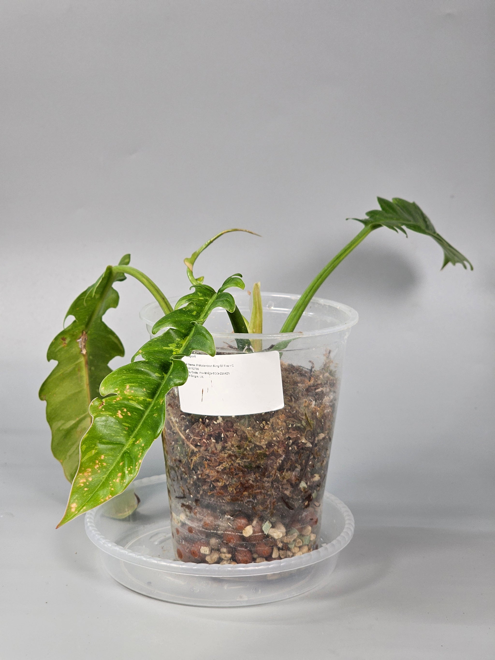 Philodendron Ring Of Fire - C | Rare Houseplants