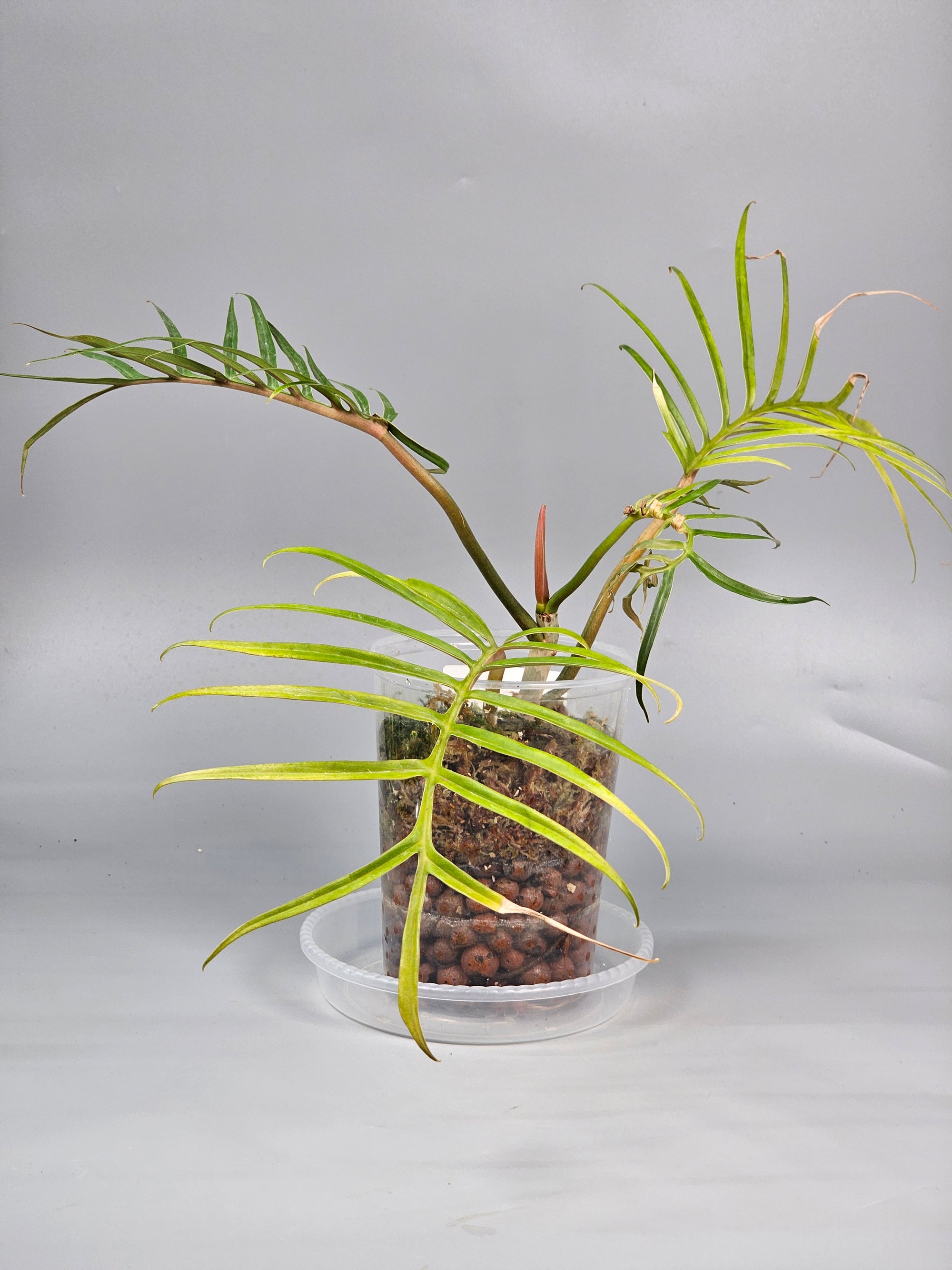 Philodendron Tortum - A | Rare Houseplants