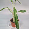 Musa 'florida Variegata' (p 10.5) - A | Rare Houseplants