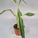 Musa 'florida Variegata' (p 10.5) - A | Rare Houseplants