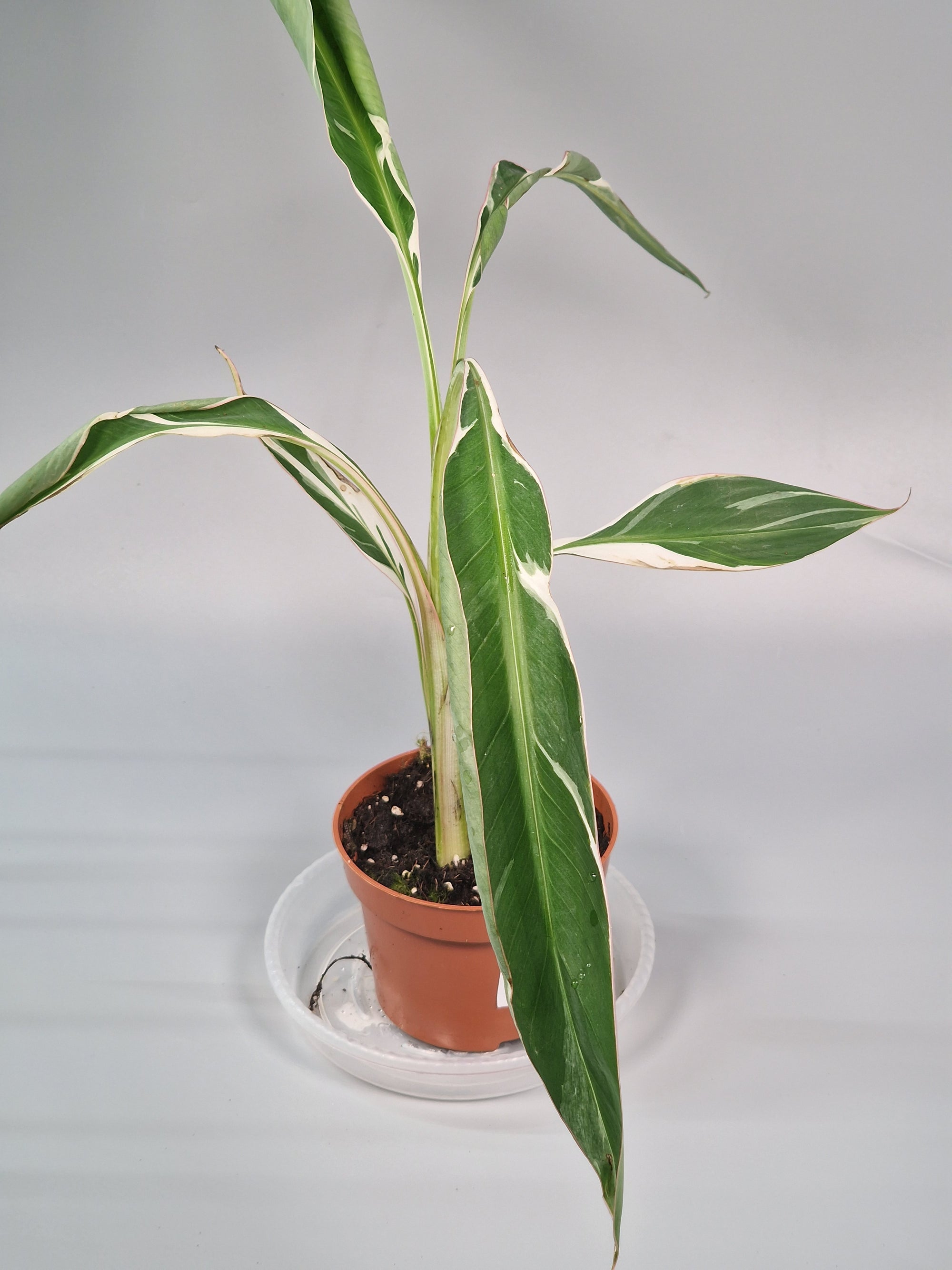 Musa 'florida Variegata' (p 10.5) - A | Rare Houseplants
