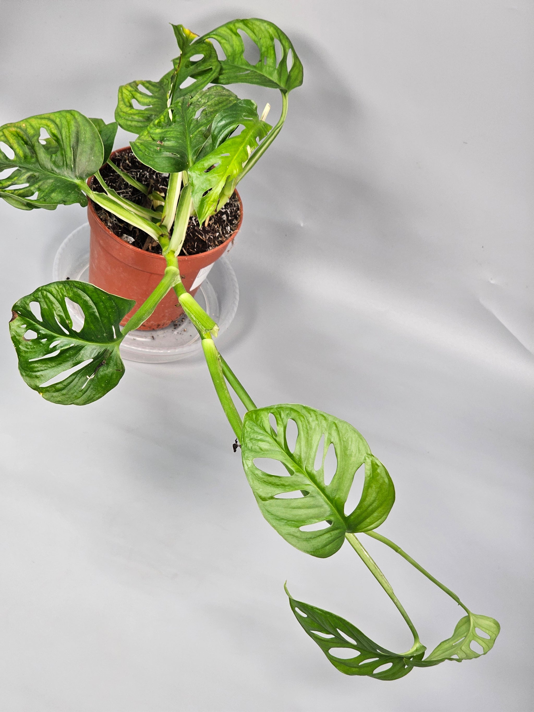 Monstera Adansonii 'variegata' - C | Rare Houseplants