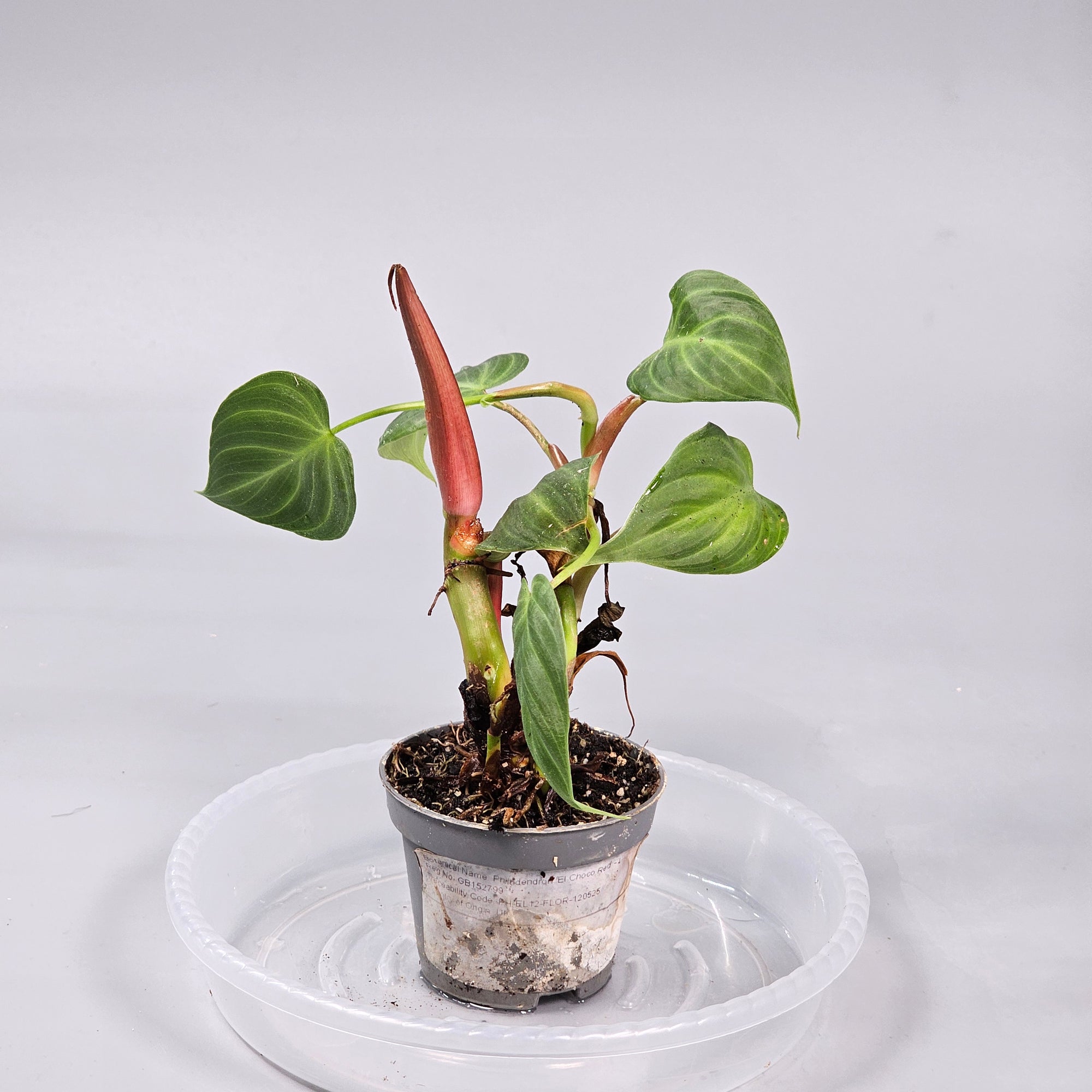 Philodendron El Choco Red  L