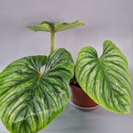 Philodendron Plowmanii - A | Rare Houseplants