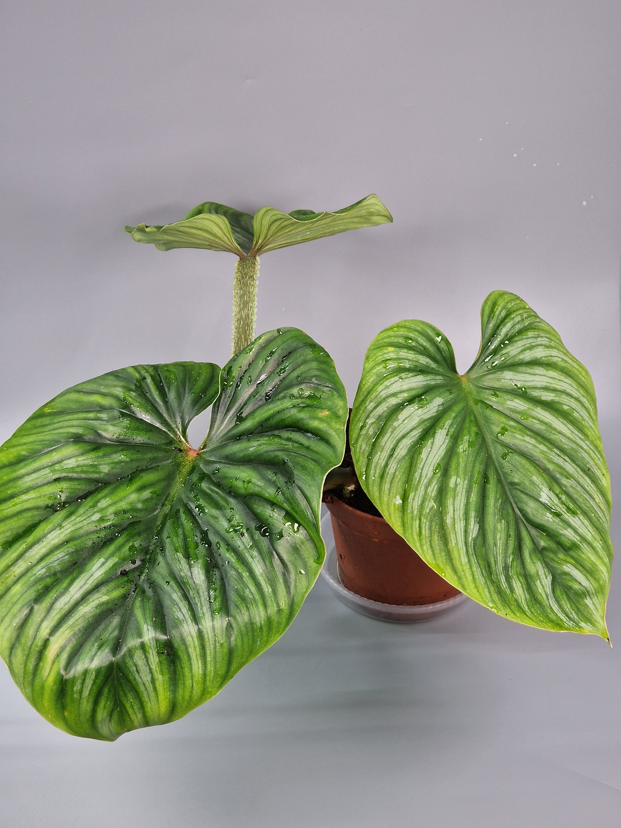 Philodendron Plowmanii - A | Rare Houseplants