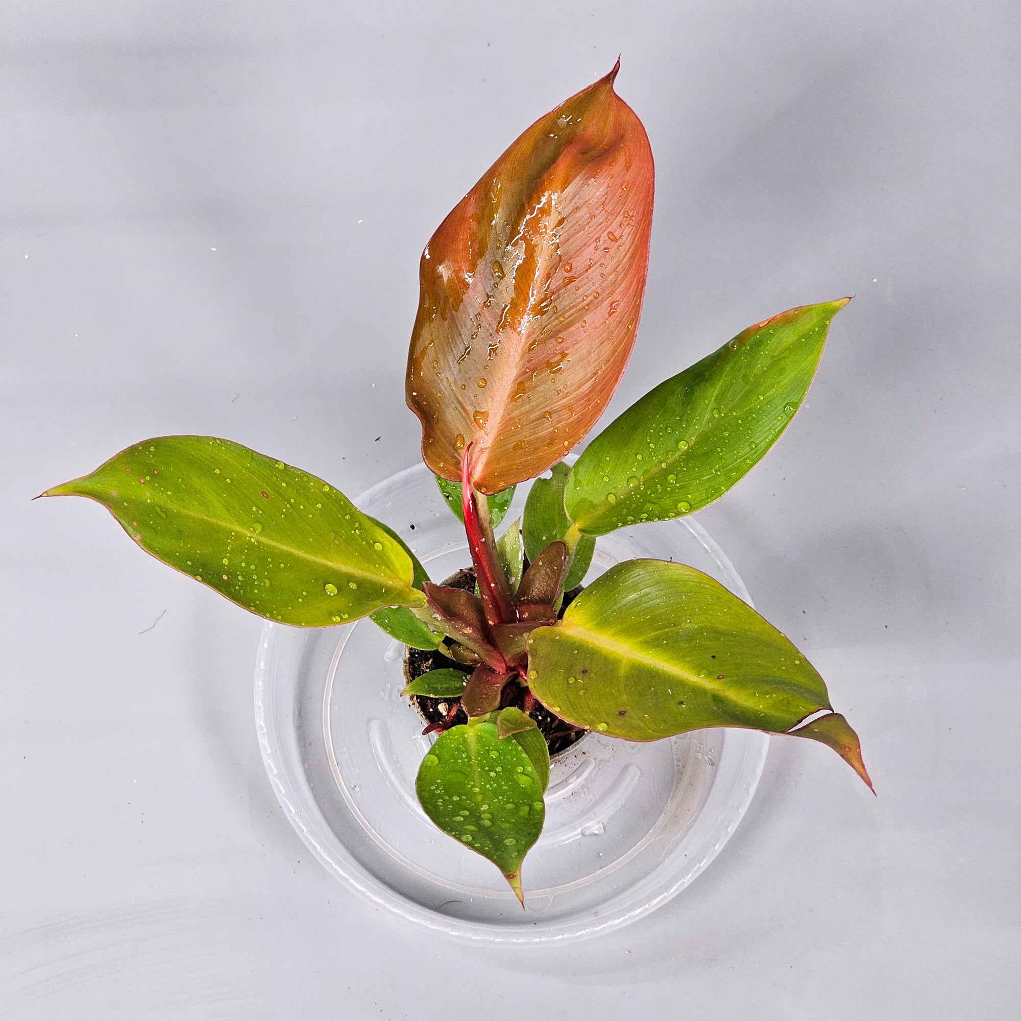 Philodendron Cherry Red