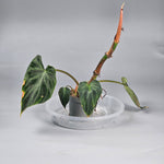 Philodendron Verrucosum - L | Rare Houseplants