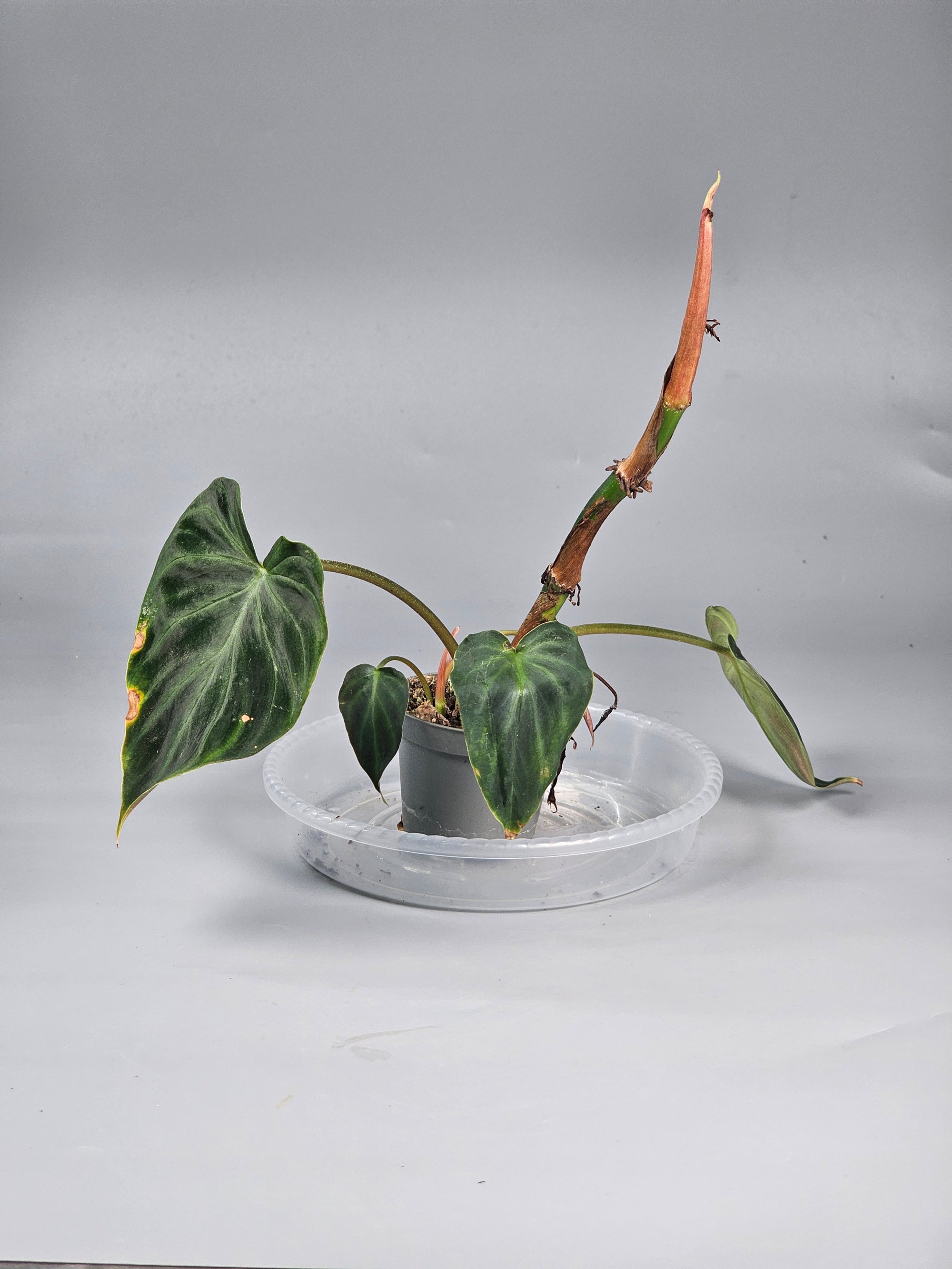 Philodendron Verrucosum - L | Rare Houseplants