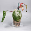 Philodendron Erubescens Pink Princess Marble - A | Rare Houseplants