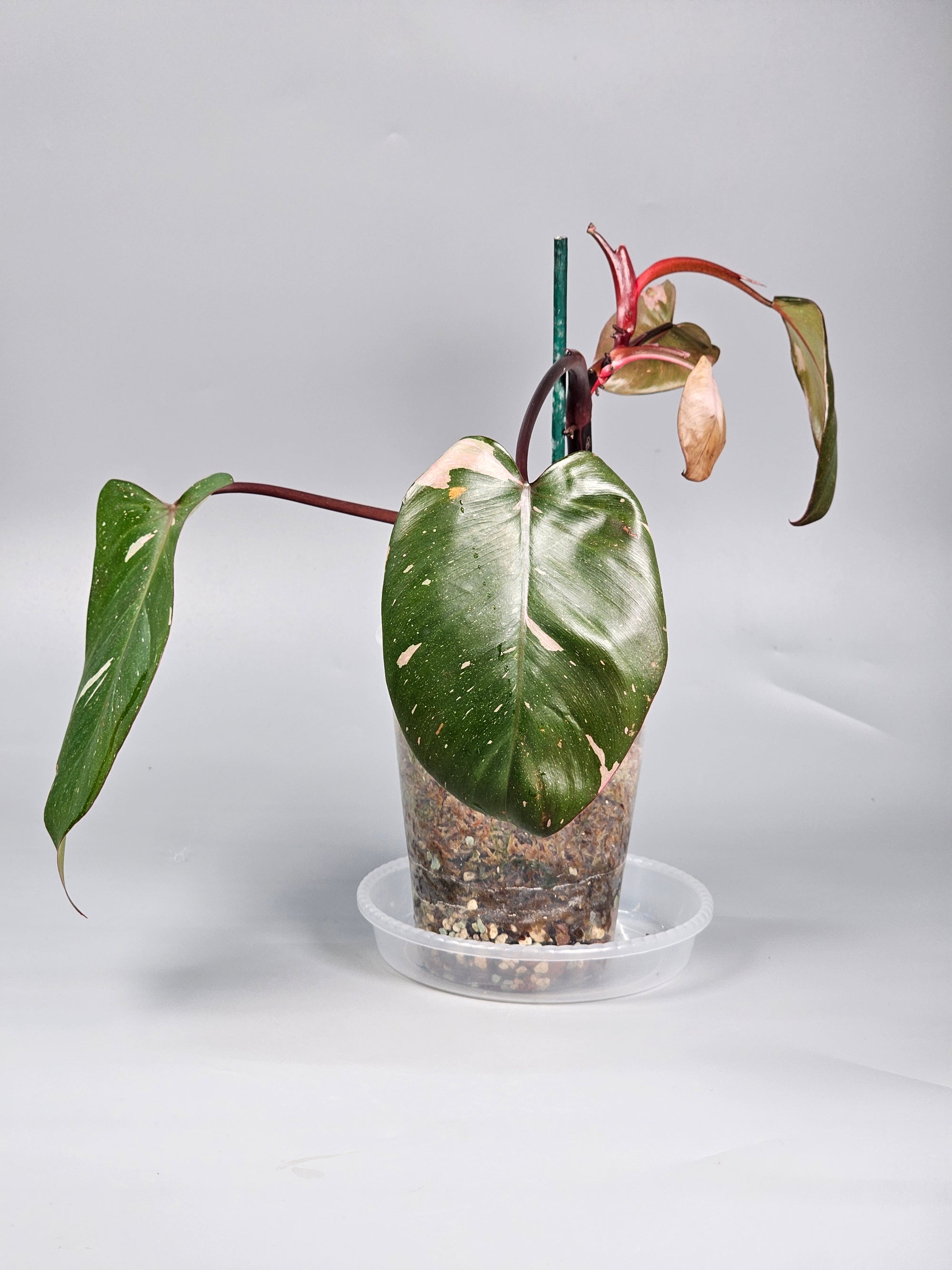 Philodendron Erubescens Pink Princess Marble - A | Rare Houseplants