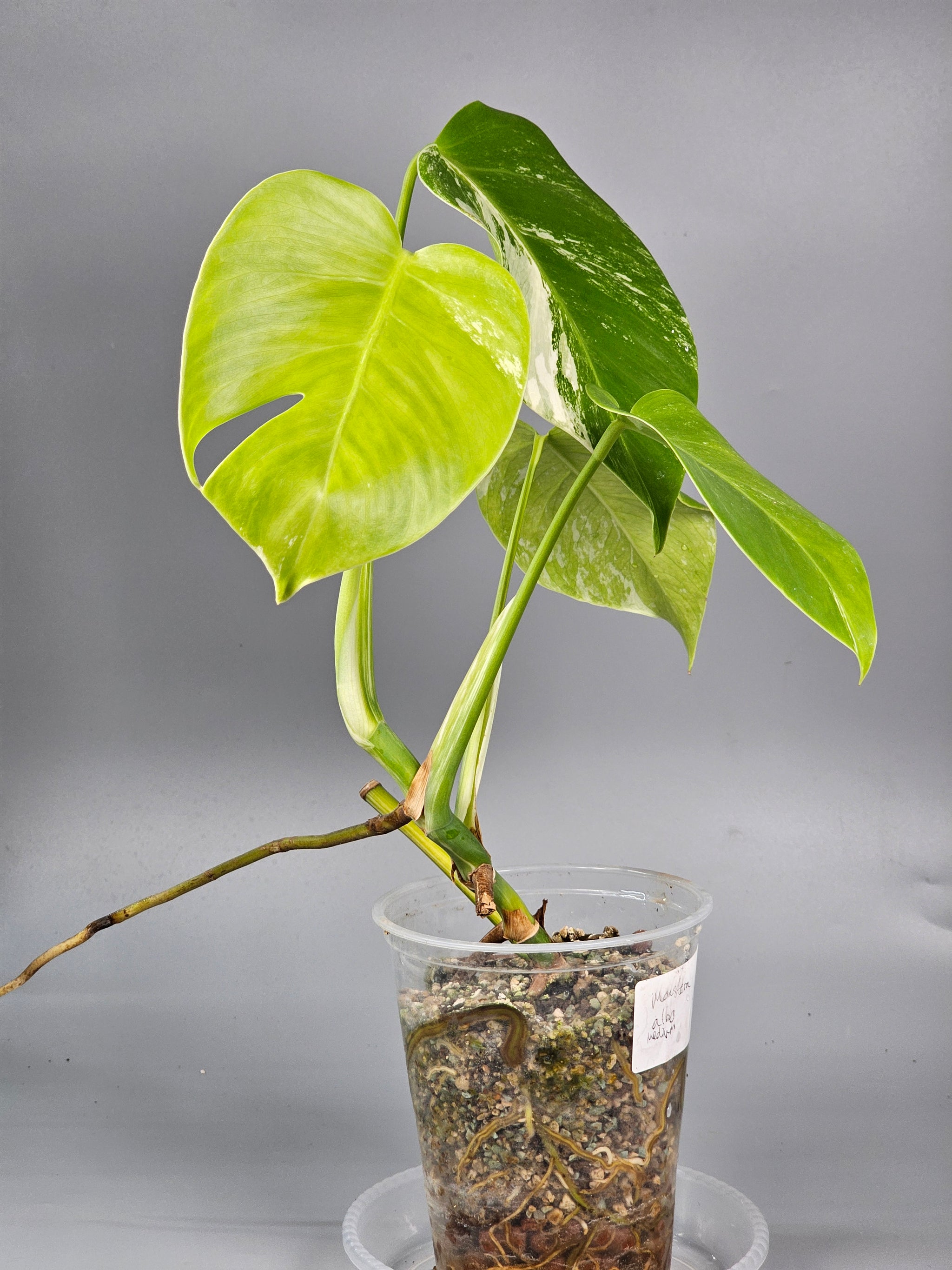 Monstera Albo Medium - A | Rare Houseplants