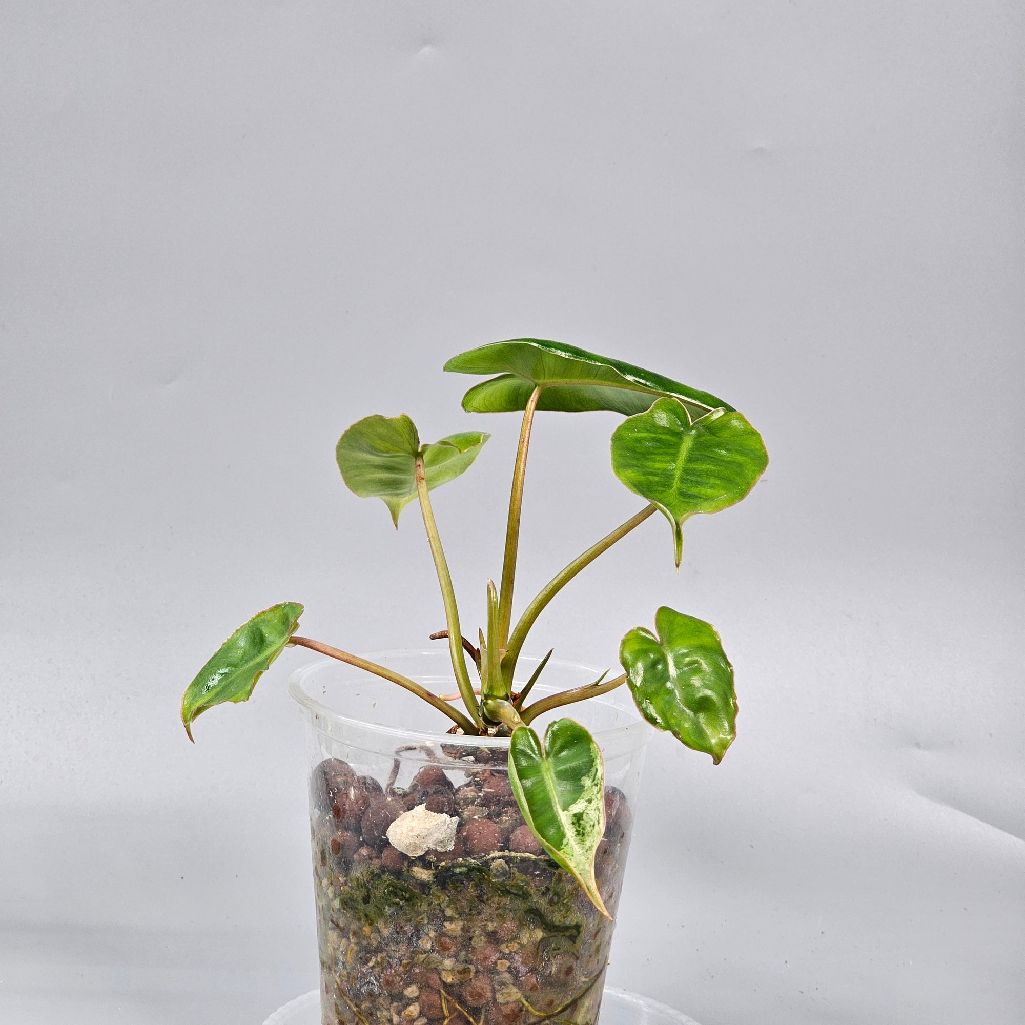 Philodendron Burle Marx marble reverted