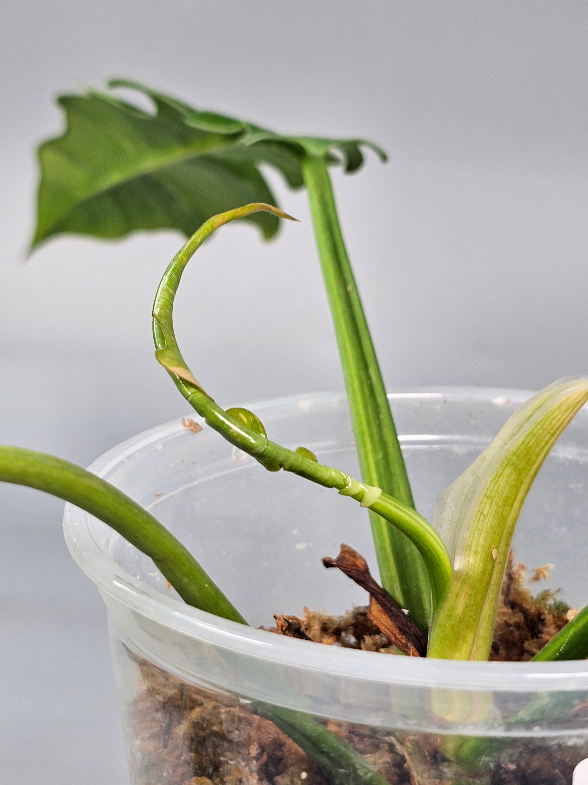 Philodendron Ring Of Fire - C | Rare Houseplants