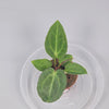 Anthurium Magnificum - I | Rare Houseplants