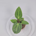 Anthurium Magnificum - I | Rare Houseplants