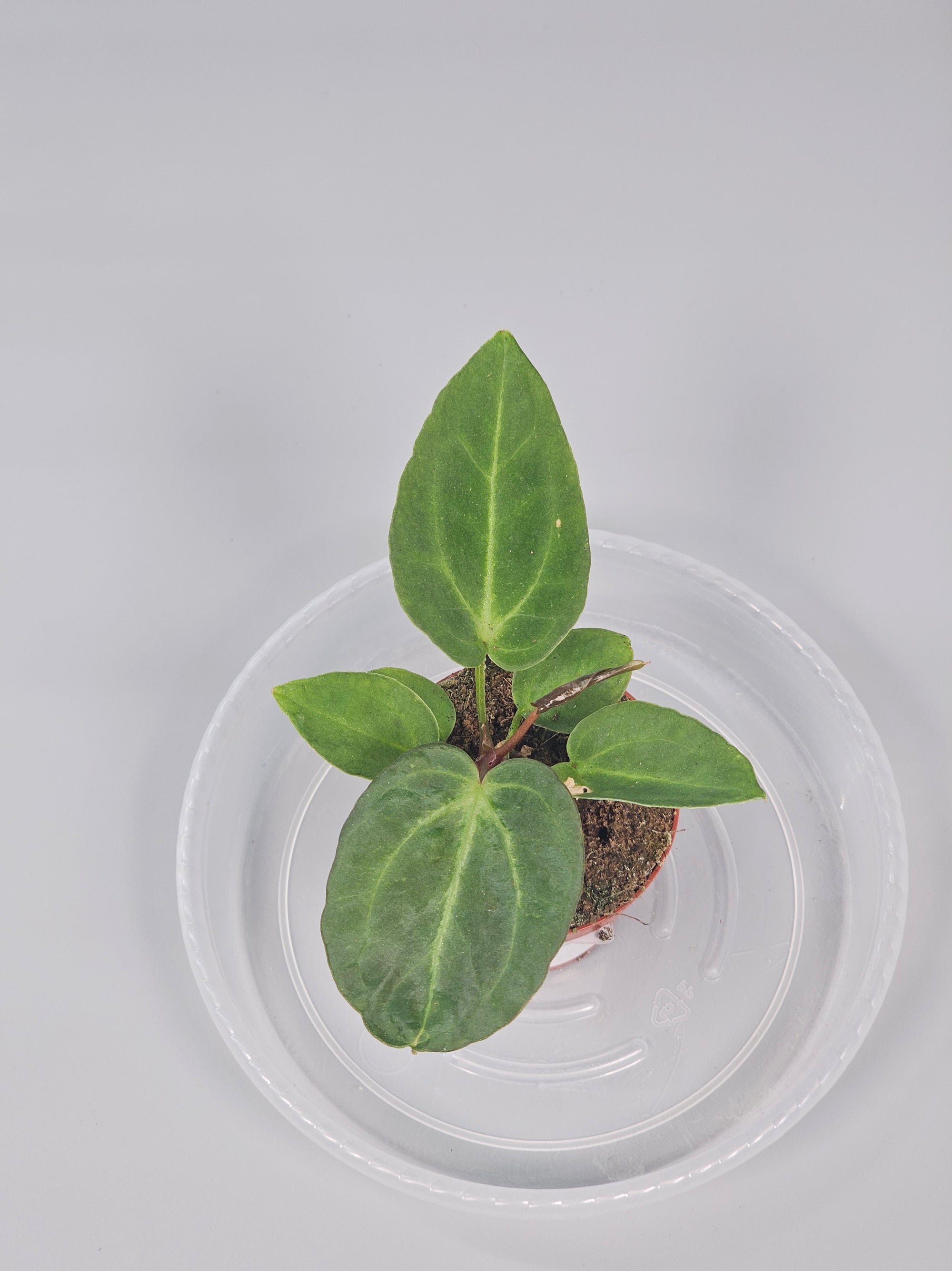 Anthurium Magnificum - I | Rare Houseplants
