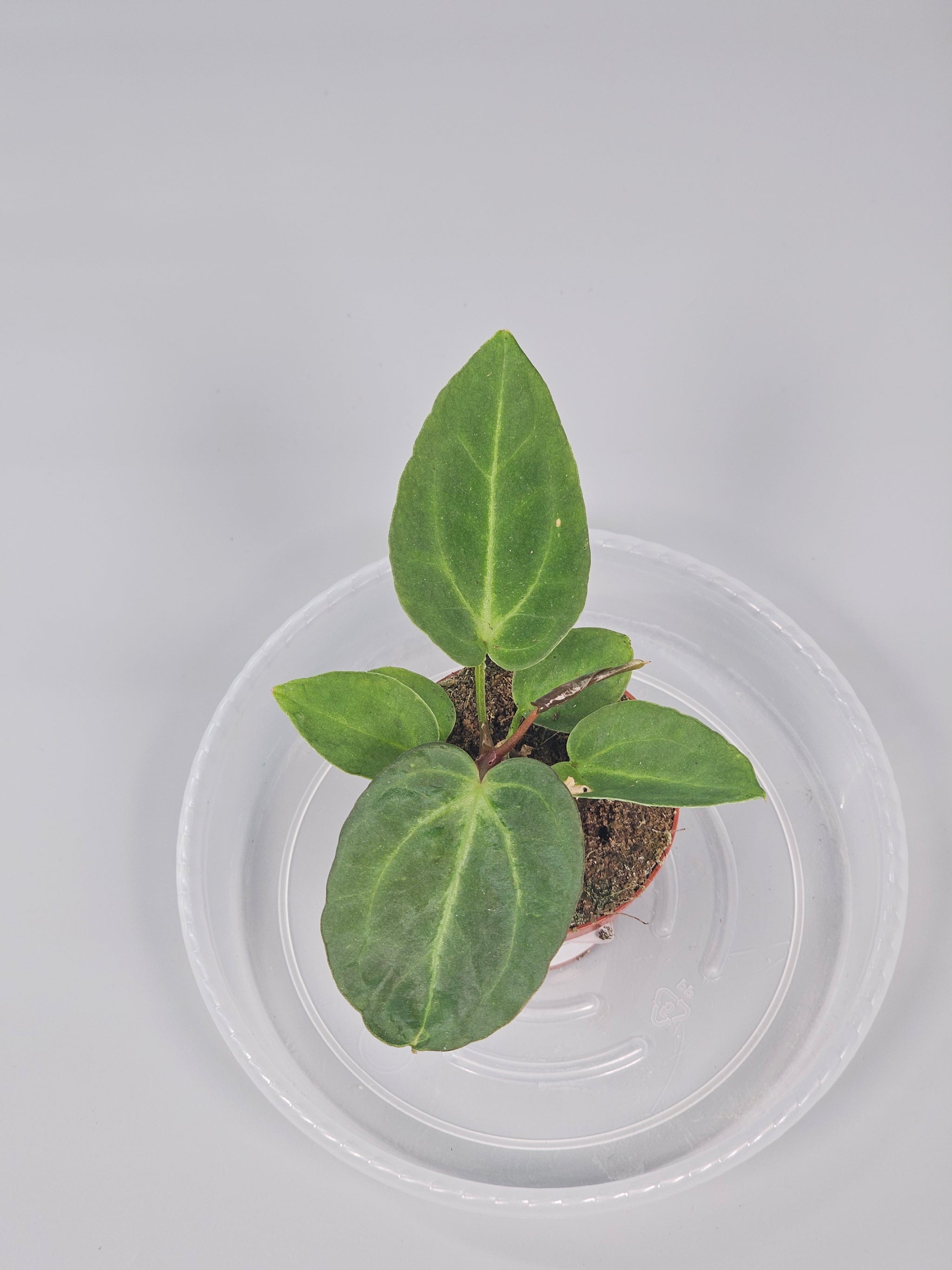 Anthurium Magnificum - I | Rare Houseplants