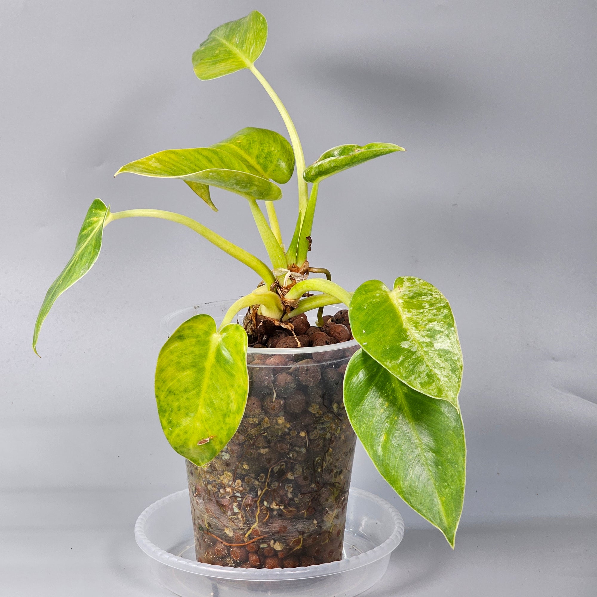 Philodendron Giganteum light variegation 1