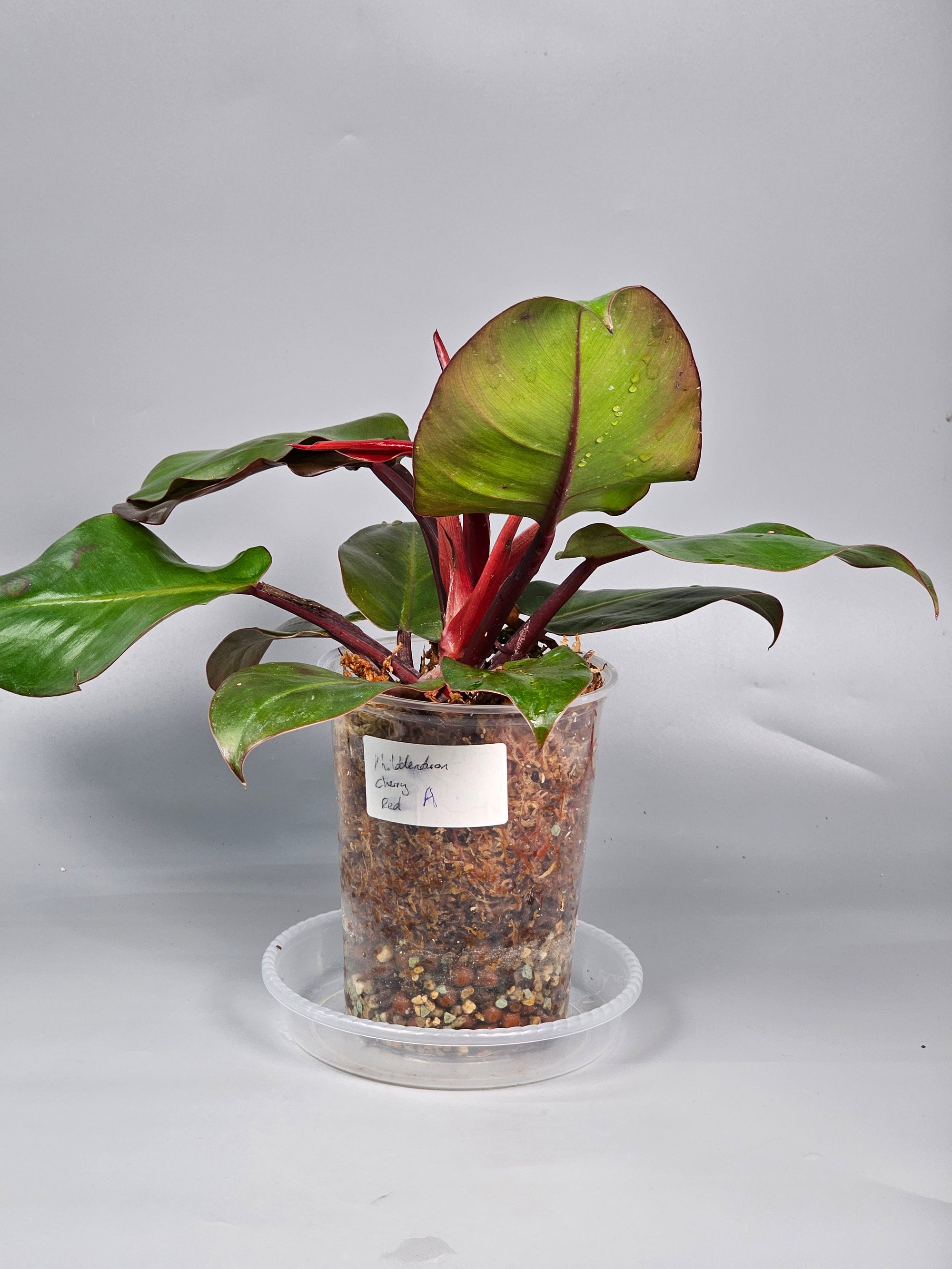 Philodendron Cherry Red - A | Rare Houseplants