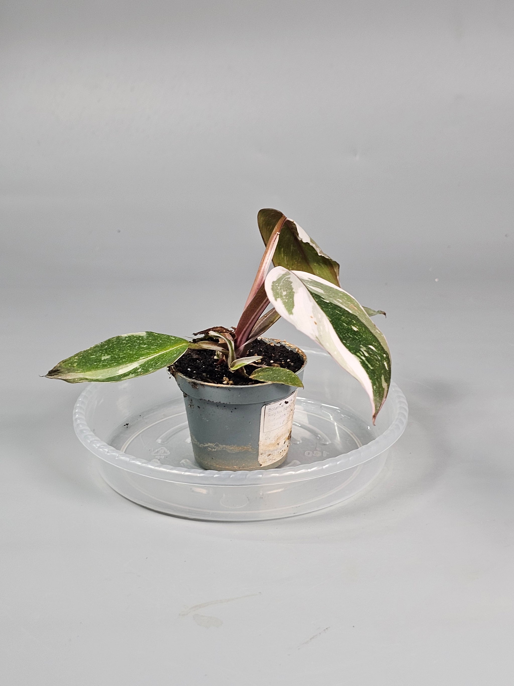 Philodendron 'red Anderson' - F | Rare Houseplants