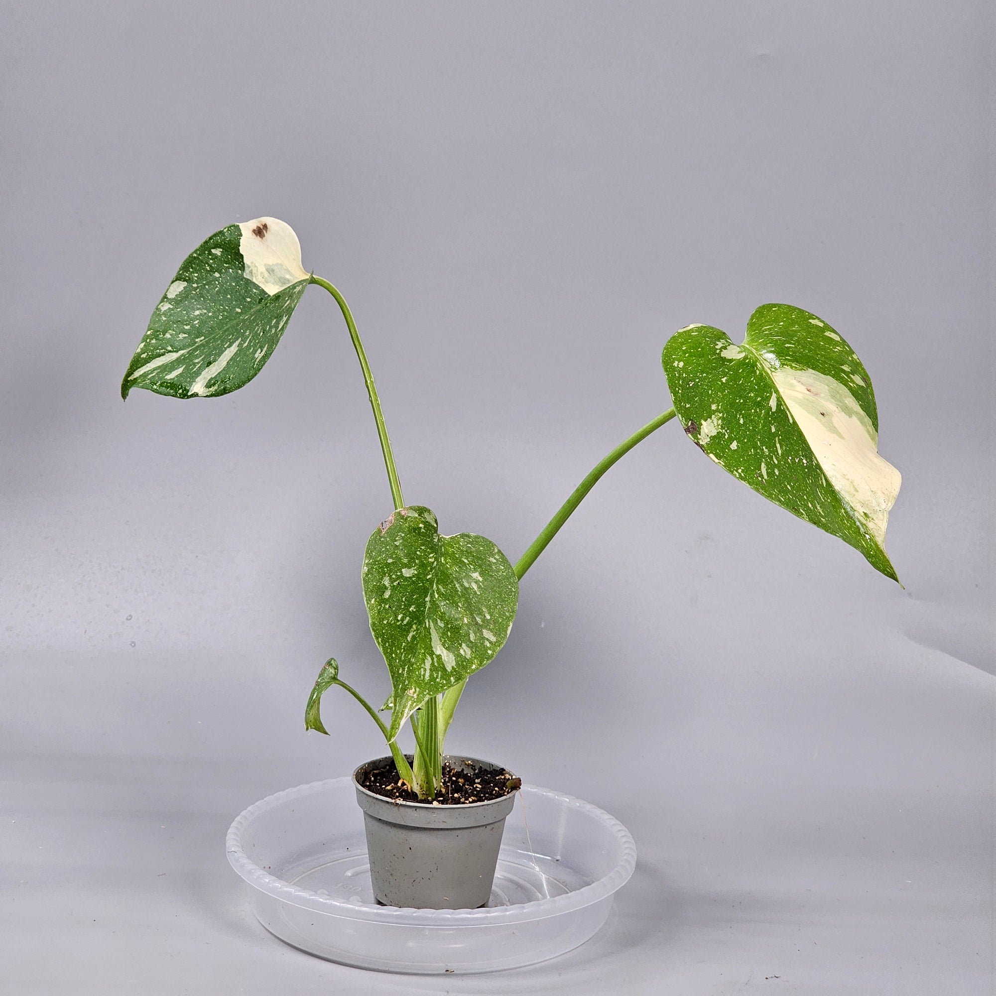 Monstera Thai  Constellation