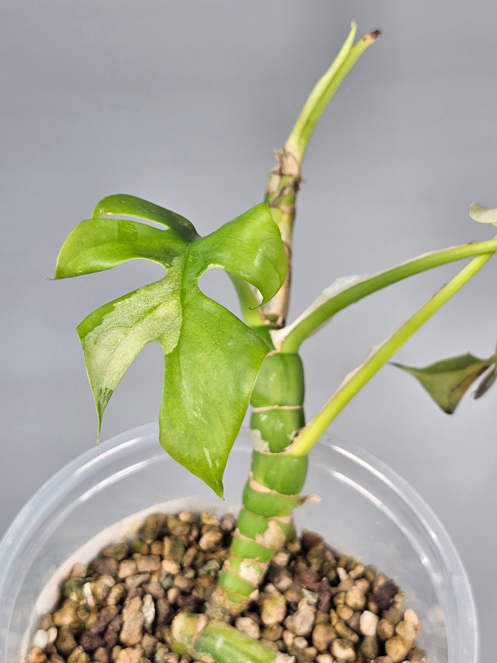Rhapidaphora Tetrasperma Albo