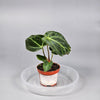 Anthurium Regale - R | Rare Houseplants