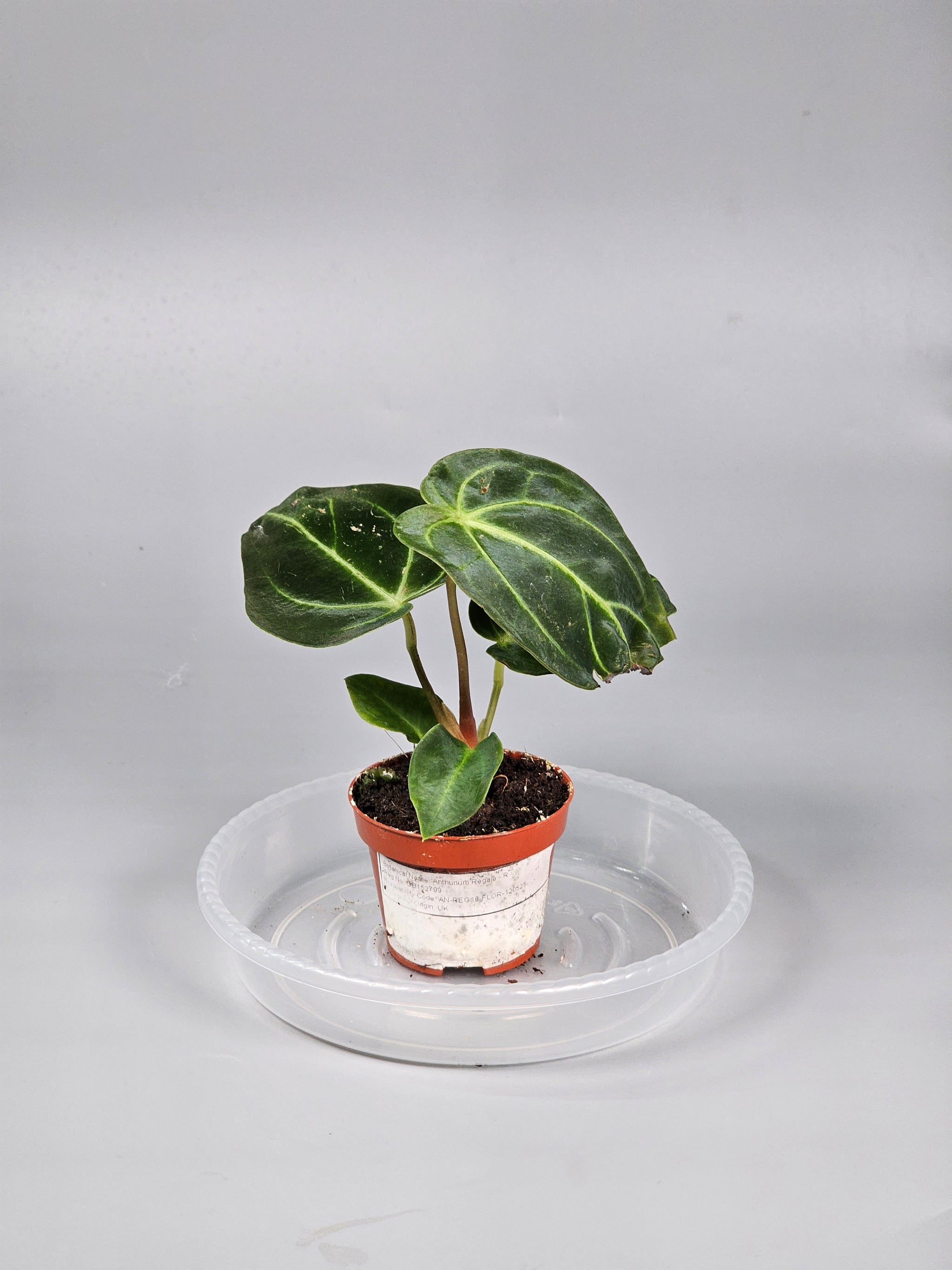 Anthurium Regale - R | Rare Houseplants