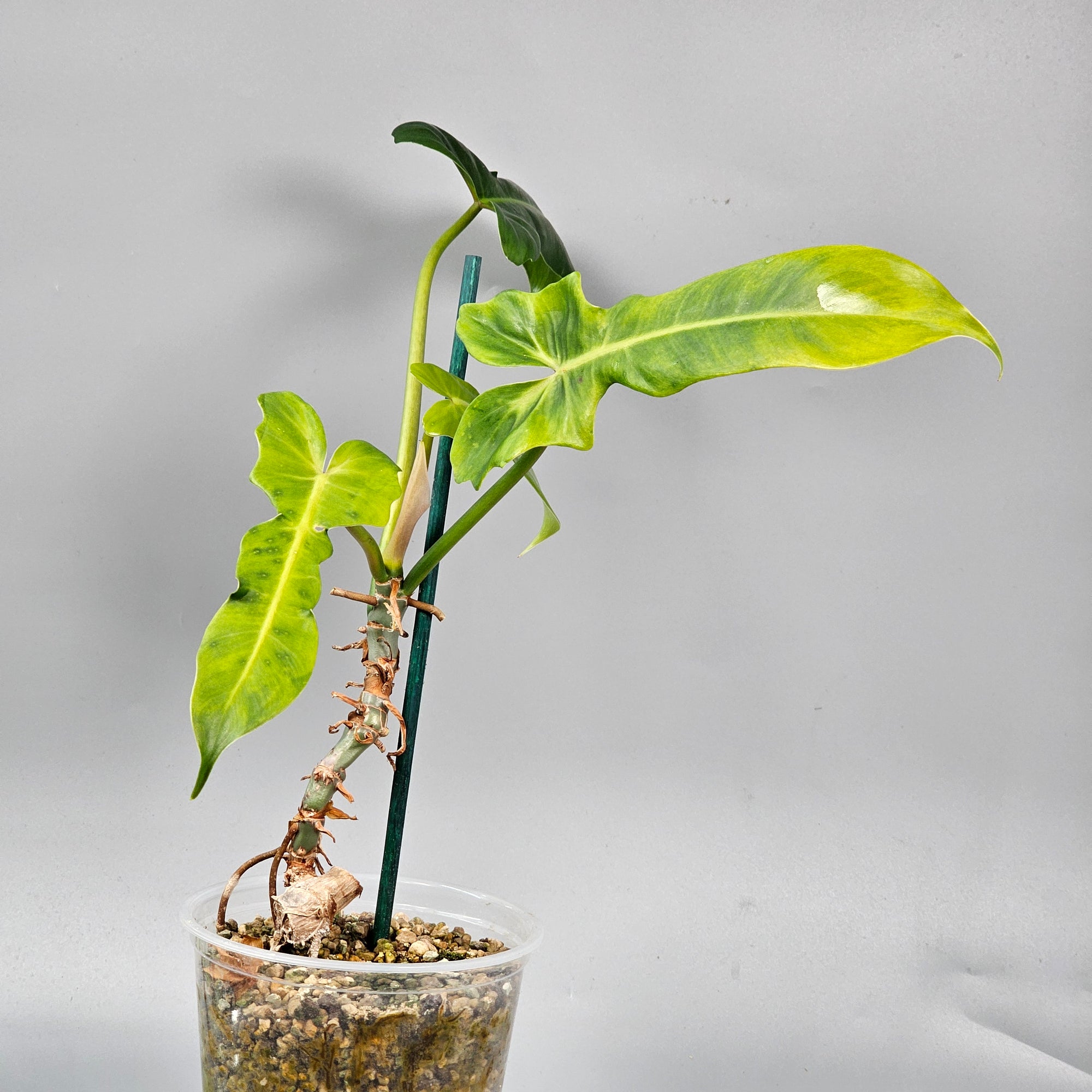 Philodendron Golden Dragon Reverted
