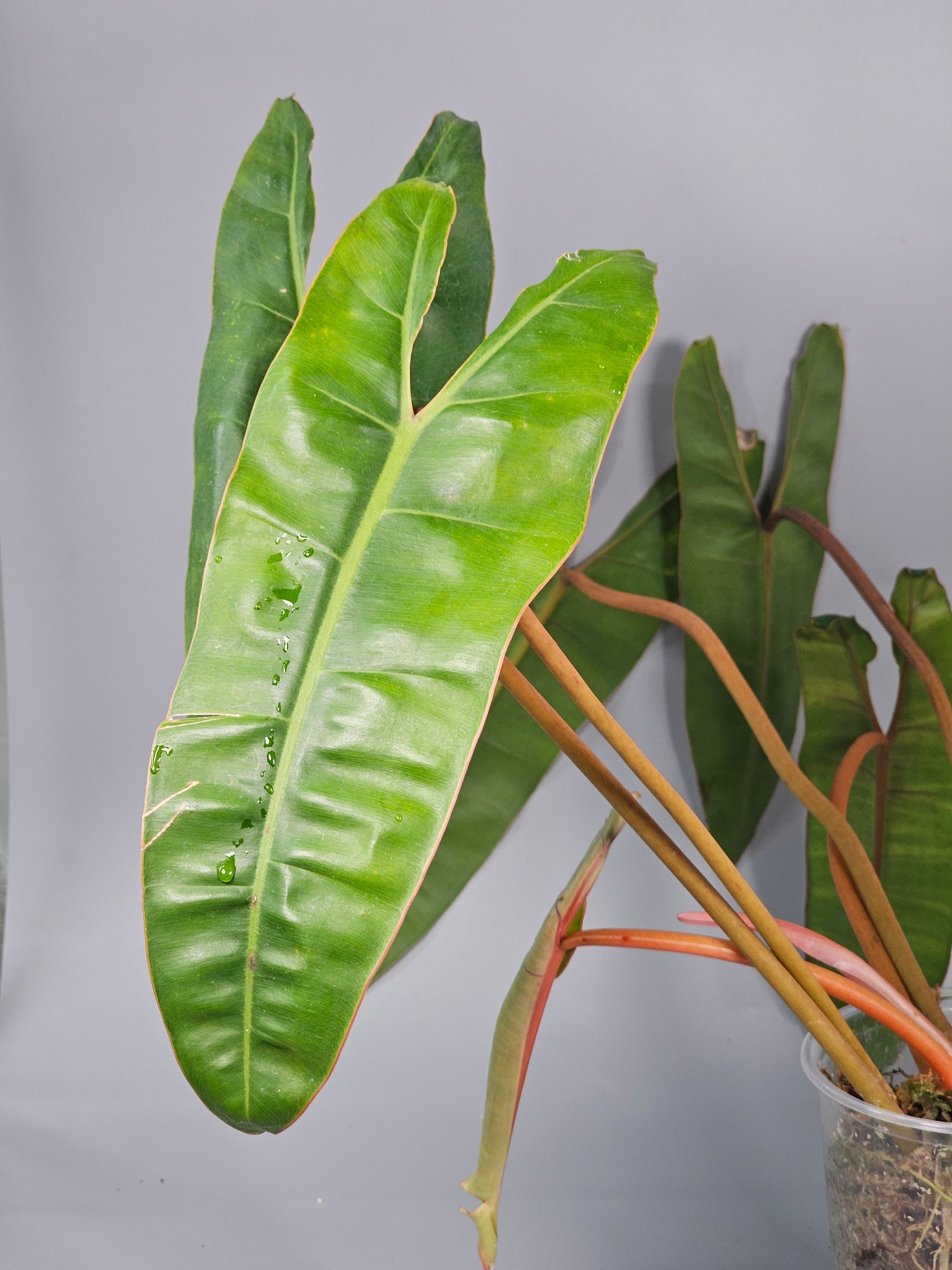 Philodendron Billietiae 'medium' - B | Rare Houseplants