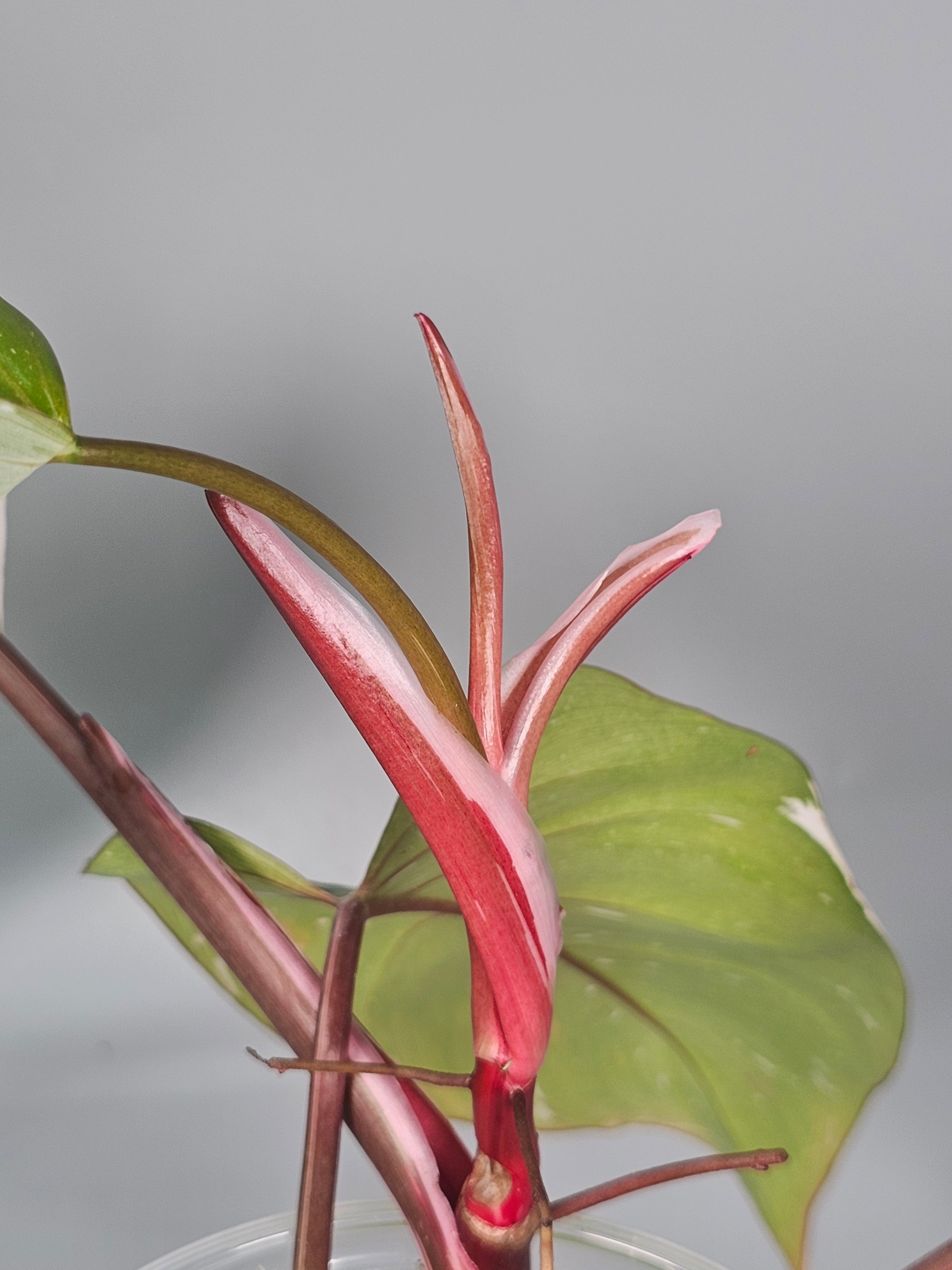 Philodendron 'red Anderson' - A | Rare Houseplants