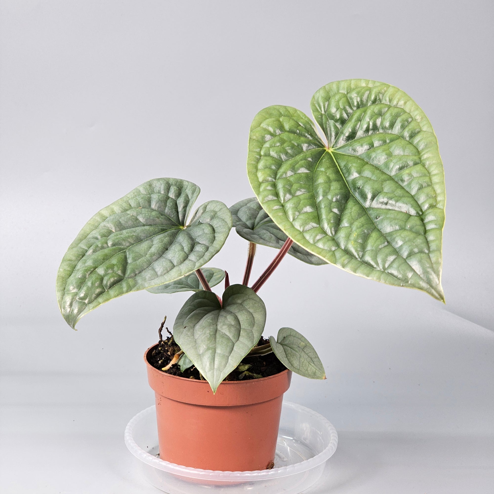 Anthurium Luxurians 1