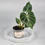Philodendron Verrucosum - D | Rare Houseplants