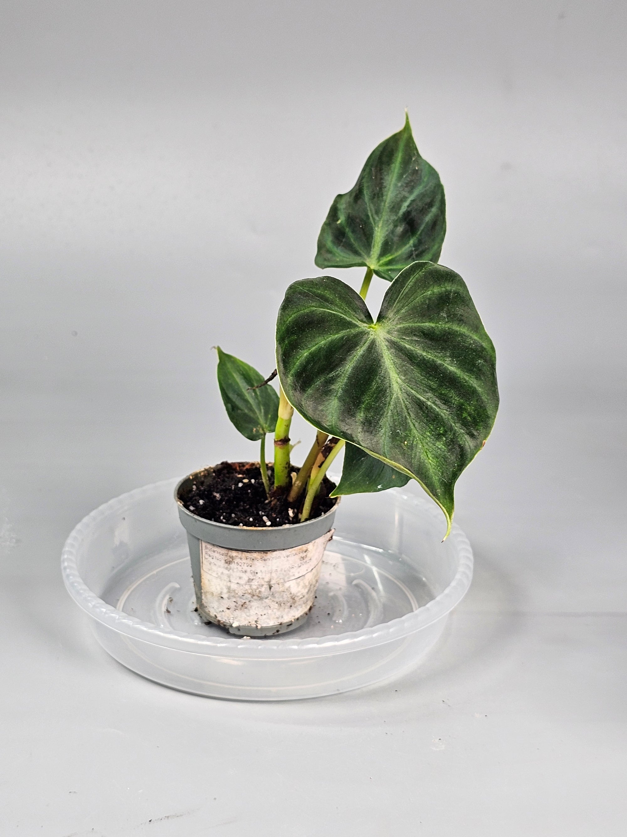 Philodendron Verrucosum - D | Rare Houseplants