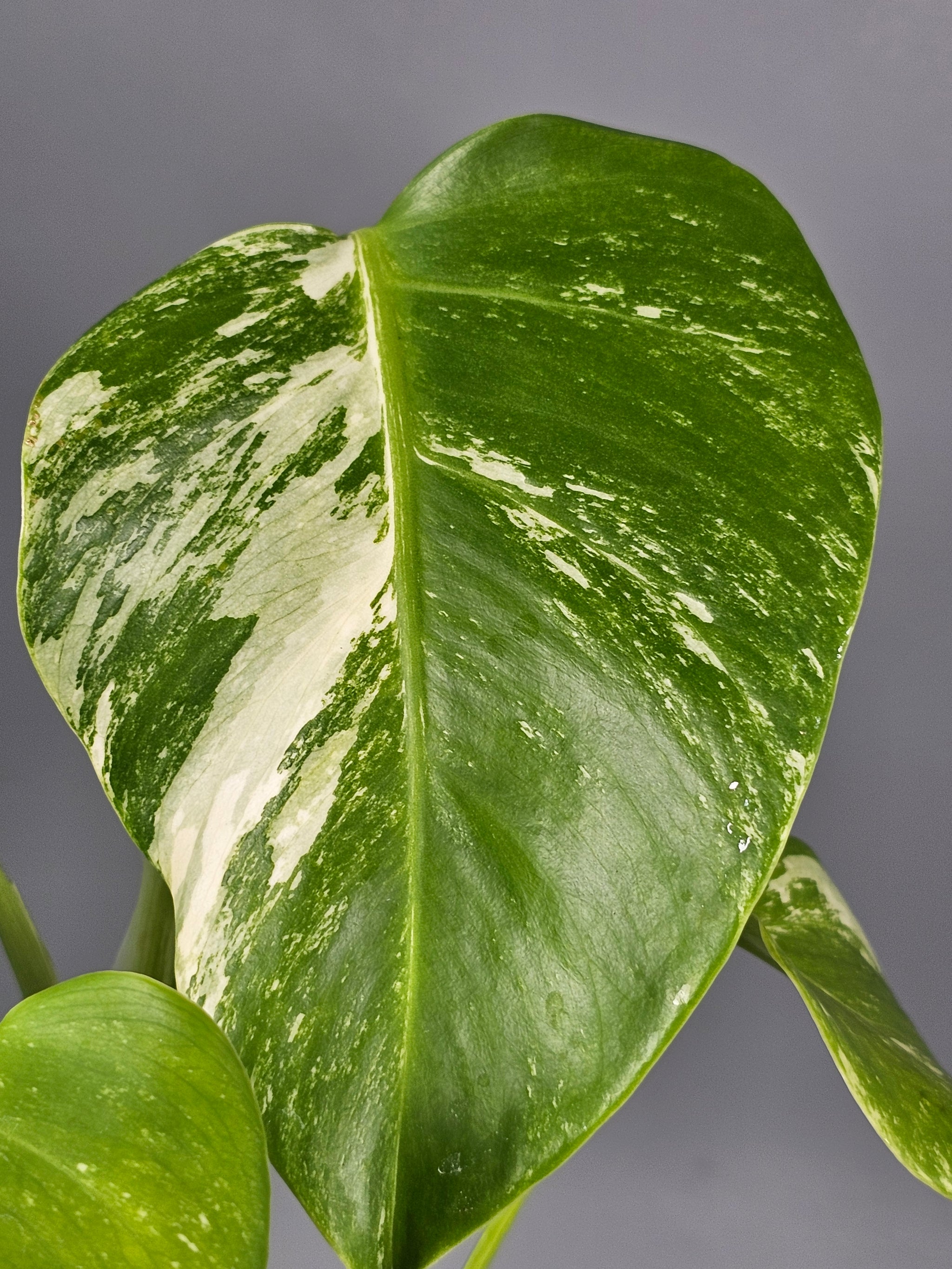 Monstera Albo Medium - A | Rare Houseplants
