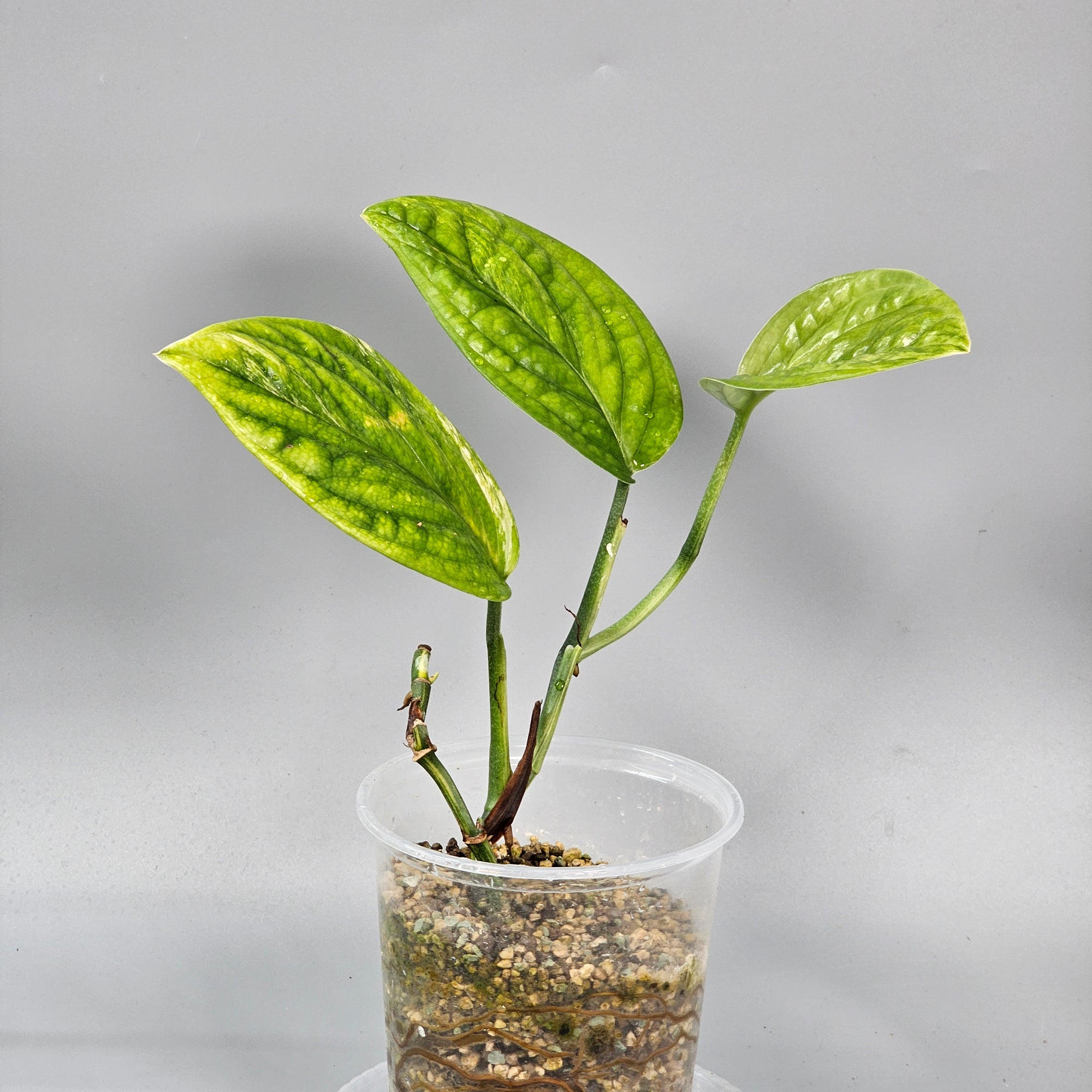 Philodendron Peru Variegated