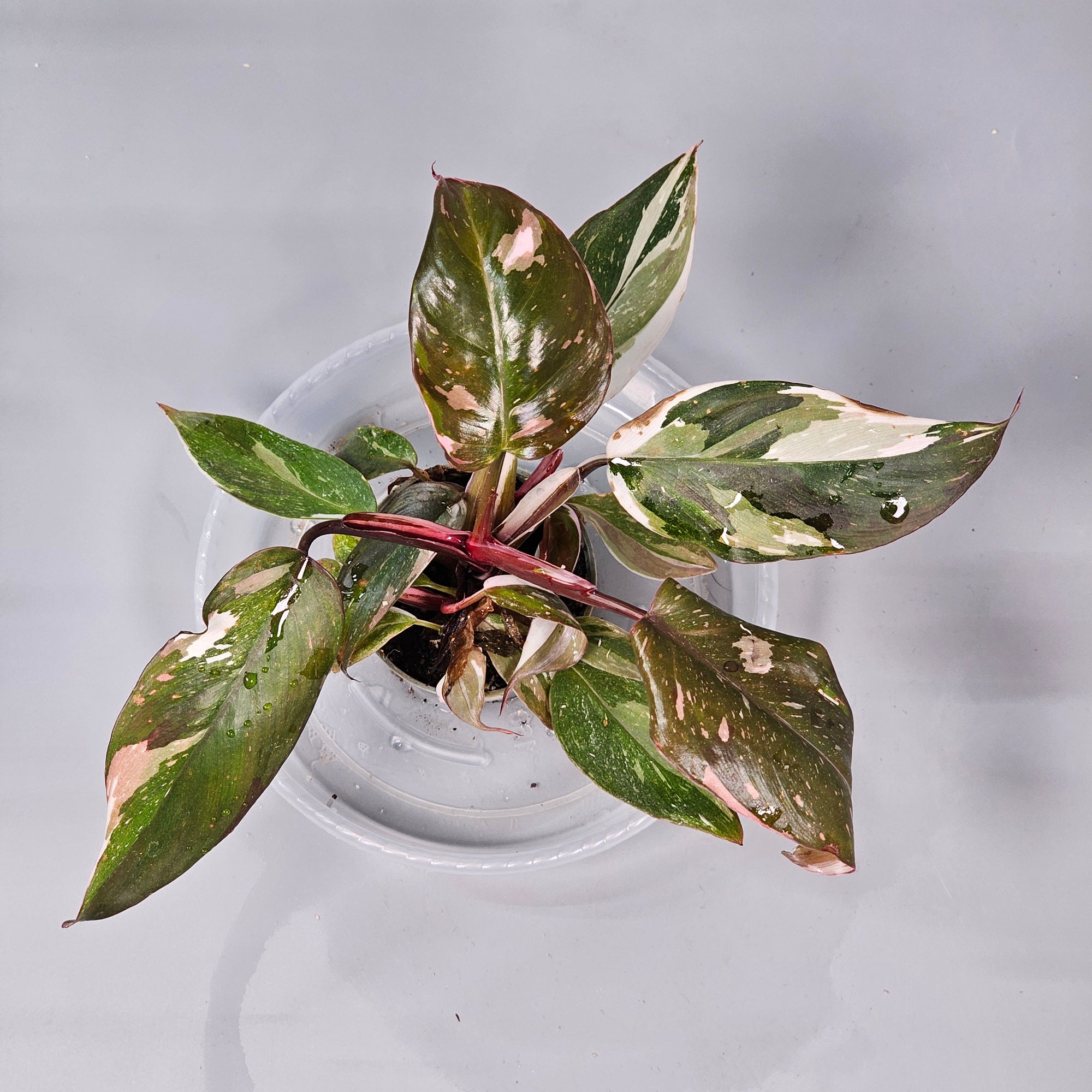 Philodendron 'Red Anderson' G
