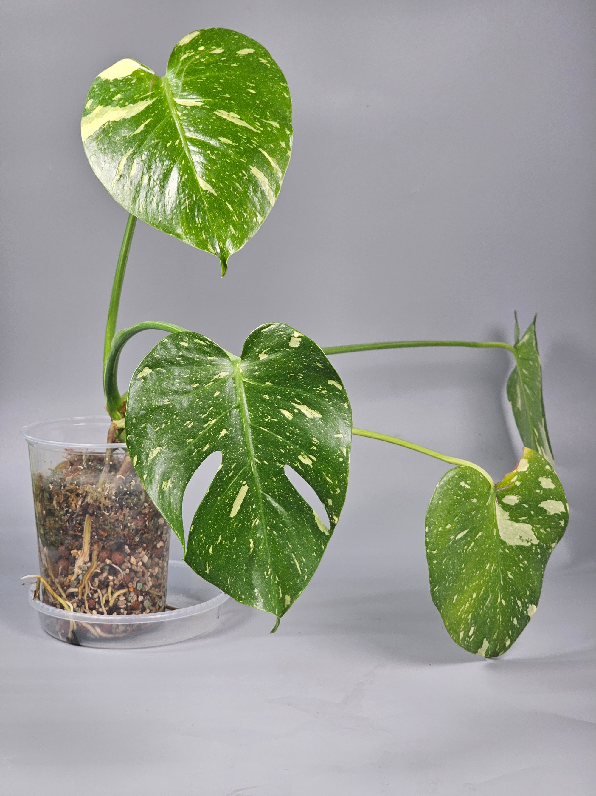 Monstera Deliciosa Var Thai Constellation Medium - A | Rare Houseplants