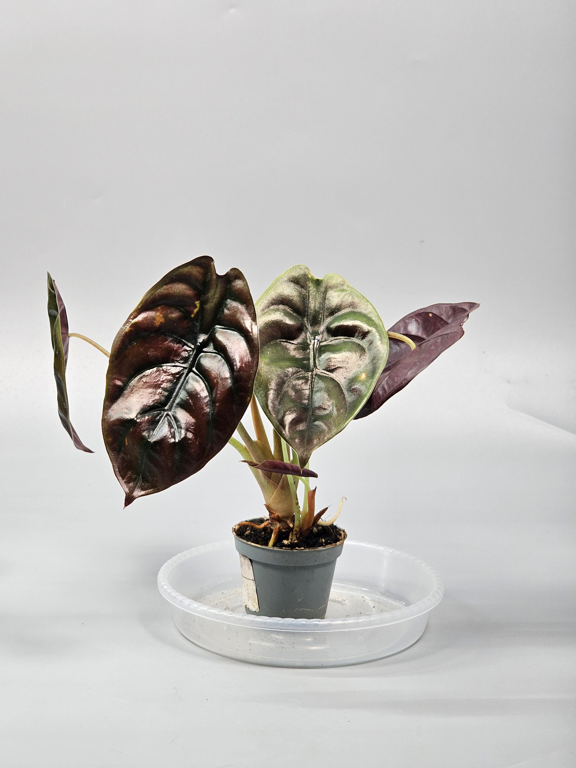 Alocasia Cuprea 'red Secret' - D | Rare Houseplants