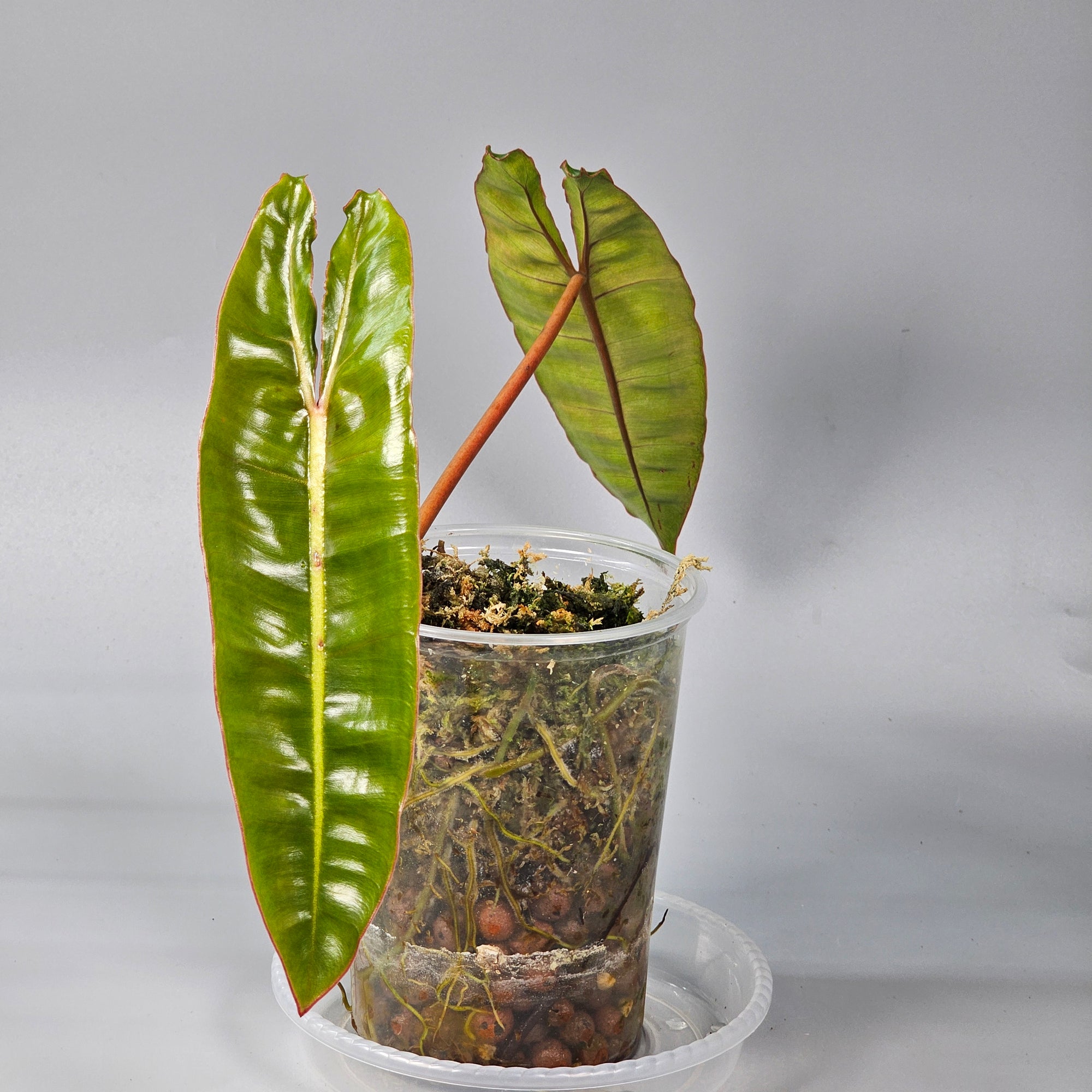 Philodendron Billietiae Medium A