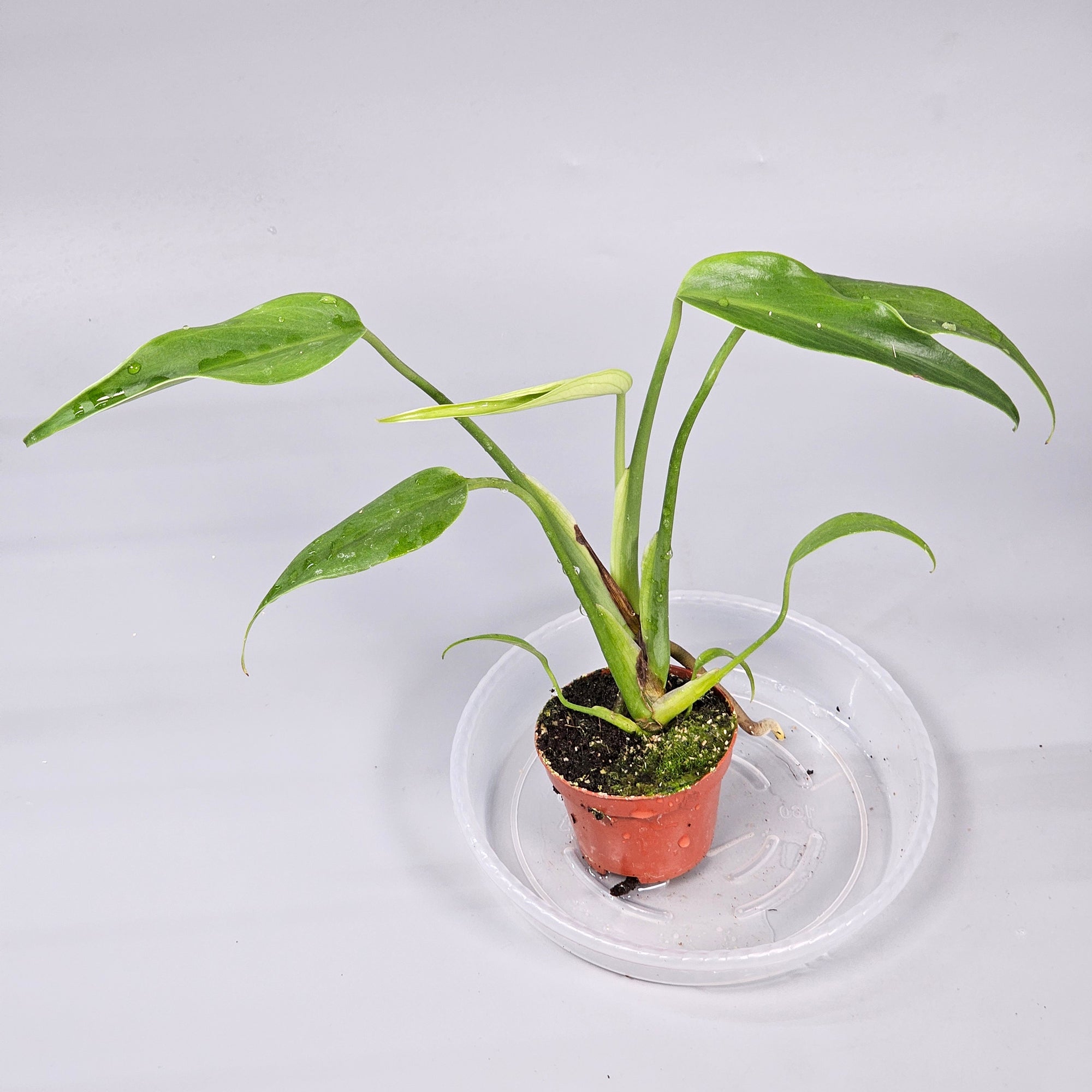 Monstera Burle Marx Flame - N