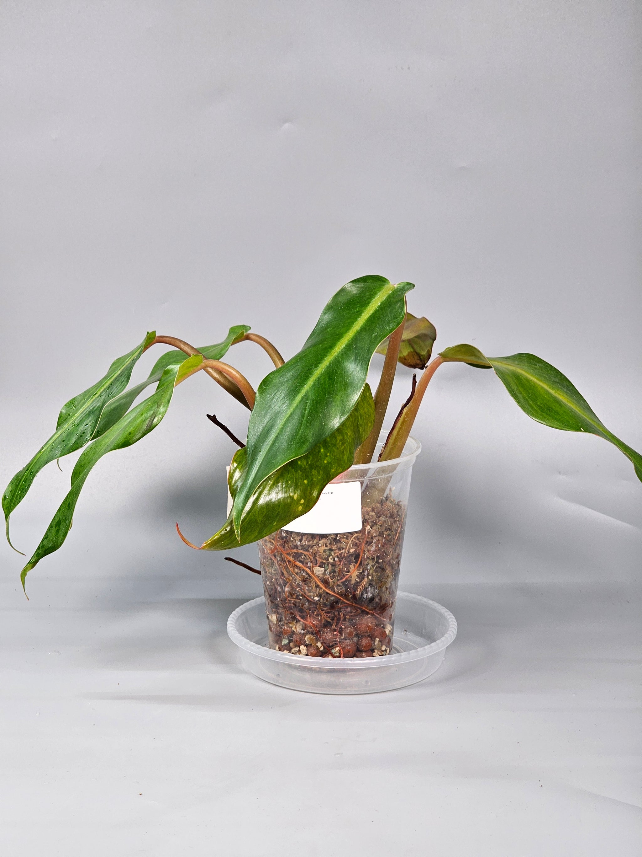 Philodendron Orange Marmalade I - B | Rare Houseplants