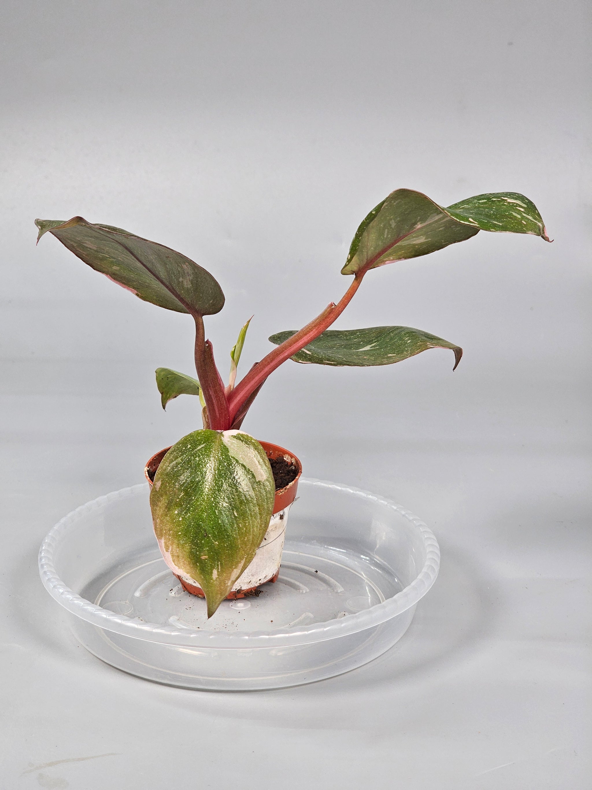 Philodendron 'Pink Princess' - A | Rare Houseplants