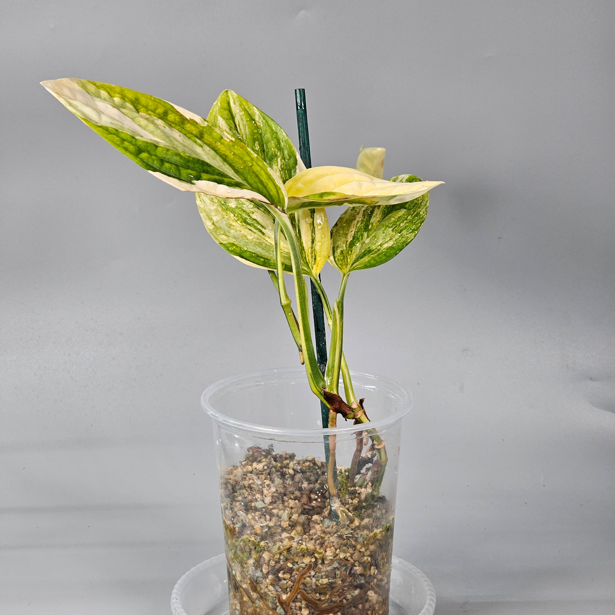 Monstera Peru Variegated